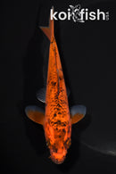 5.75" AKA BEKKO