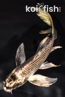 5.25" GINGA BUTTERFLY