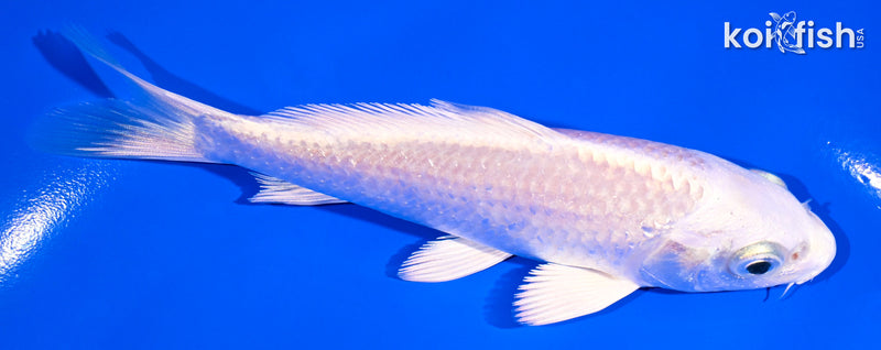 5.25" PLATINUM OGON