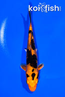 5.75" DOITSU KIN ORENJI BEKKO