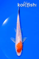 5.75" KOHAKU