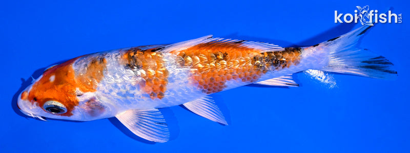 5.5" GINRIN YAMATO NISHIKI