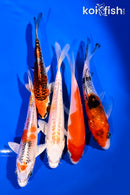 PACK OF (5) 4-5" STANDARD KOI