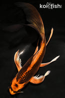 8.75" KIN ORENJI MATSUBA BUTTERFLY
