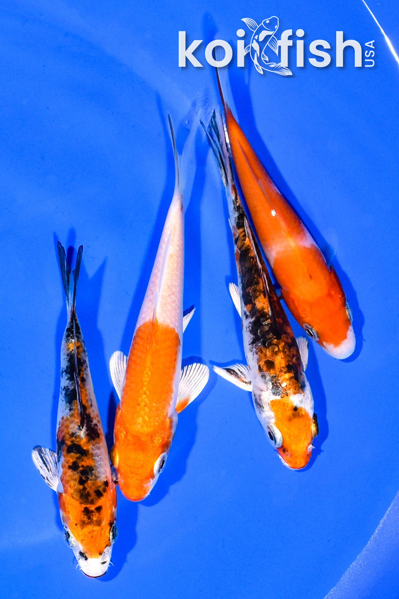 PACK OF (4) 3.75-4.5" MIXED STANDARD KOI