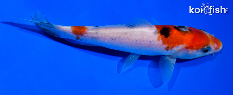 5.5" SANKE