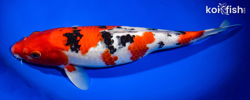 14.5" SANKE