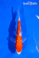 4" GINRIN KOHAKU