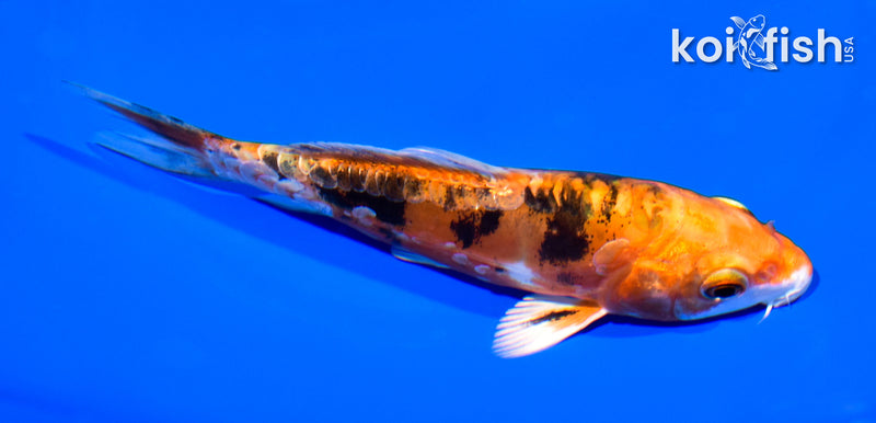 5.25" GINRIN HEISEI NISHIKI