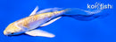 4.5" DOITSU LEMON HARIWAKE BUTTERFLY