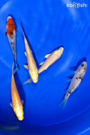 PACK OF (5) 4-4.5" STANDARD KOI