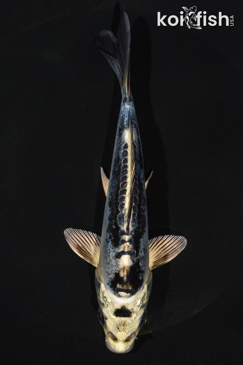5.5" KIKOKURYU