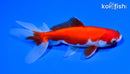 5.5" SARASA WATONAI GOLDFISH