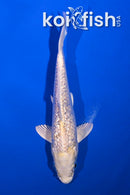 5" GINRIN HARIWAKE