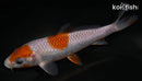 5.5" OCHIBA SHIGURE