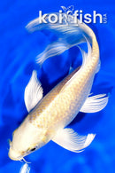 7.75" YAMABUKI OGON BUTTERFLY