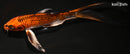 7.75" KUJAKU BUTTERFLY