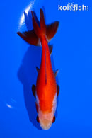 4.75" WAKIN GOLDFISH