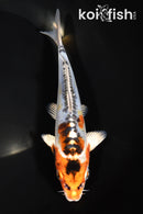 7.25" BENI KIKOKURYU