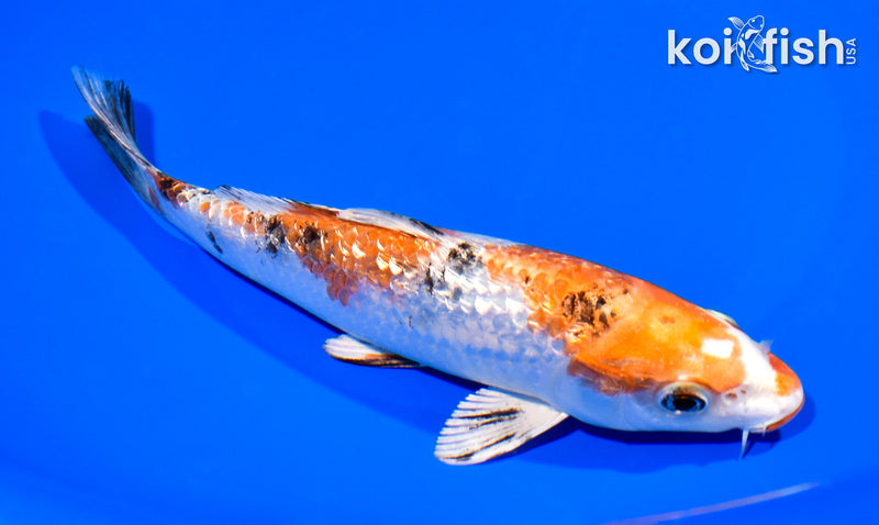 7.5" GINRIN YAMATO NISHIKI