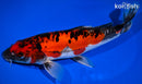 10" GOSHIKI