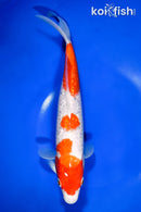 10" GINRIN SANDAN KOHAKU