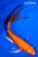 5.75" ORENJI OGON BUTTERFLY