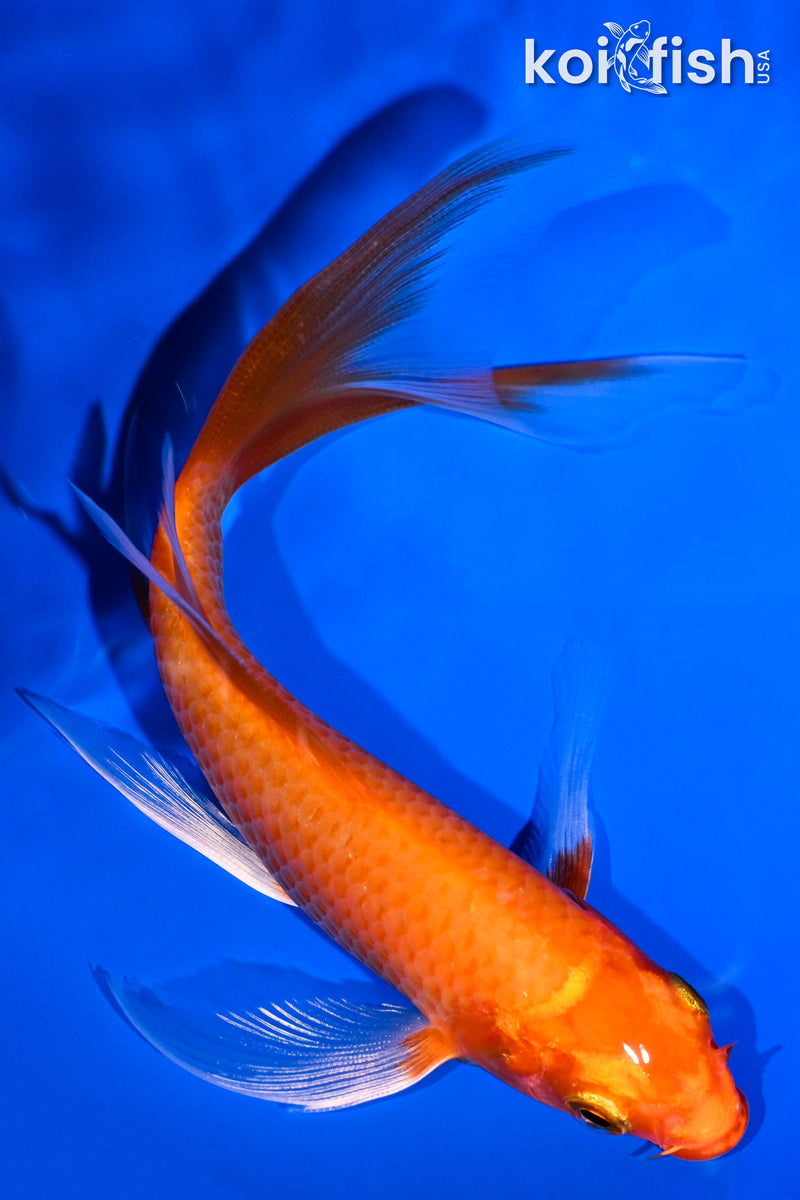 5.75" ORENJI OGON BUTTERFLY