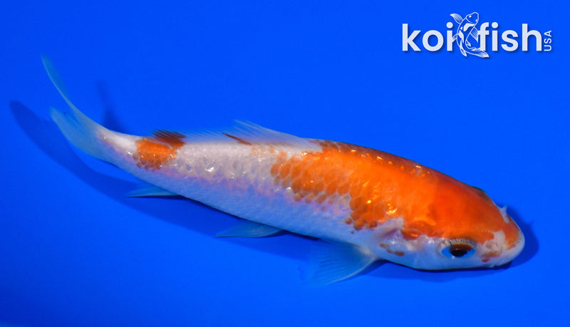 4" GINRIN KOHAKU