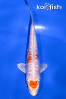 4.5" KIKUSUI