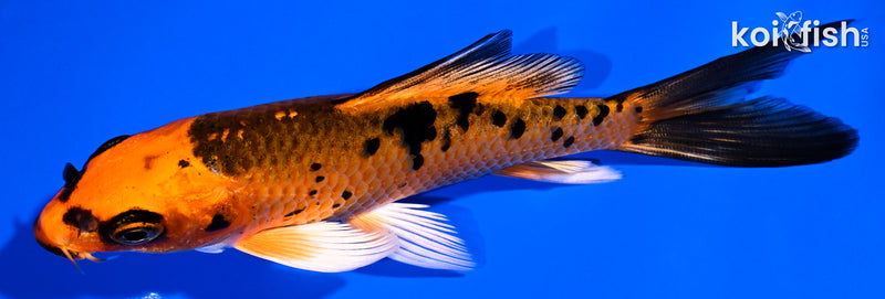 4.75" ORENJI BEKKO BUTTERFLY