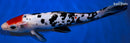 10.5" MARUTEN DOITSU SANKE