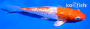 4.5" GINRIN HARIWAKE