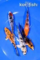PACK OF (5) 3.75-4.25" STANDARD KOI