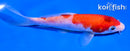 5.5" ARAGOKE KOHAKU