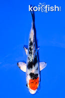 4"YAMATO NISHIKI