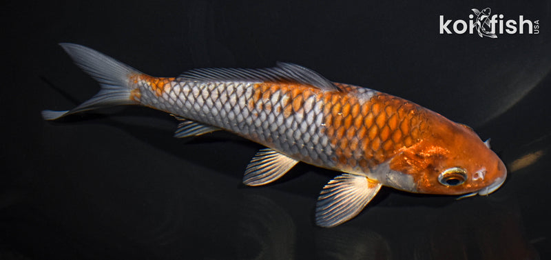 7.5" OCHIBA SHIGURE