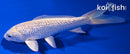 5" GINRIN HARIWAKE