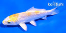 4" GINRIN LEMON HARIWAKE