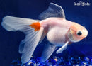5.75" FANTAIL GOLDFISH