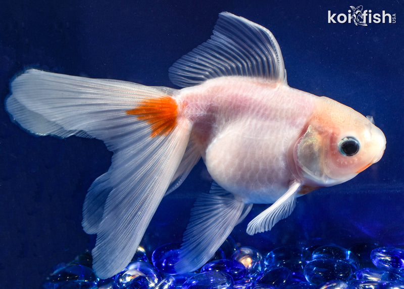 5.75" FANTAIL GOLDFISH