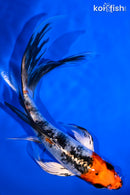 6.25" YAMATO NISHIKI BUTTERFLY