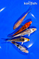 PACK OF (5) 3.75-4" STANDARD KOI
