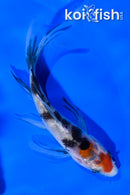 4" SANKE BUTTERFLY