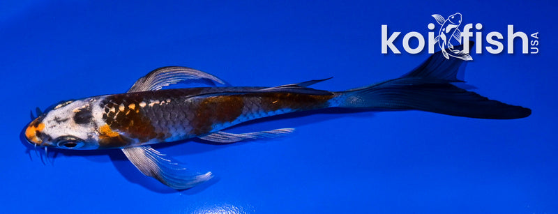 4.5" GINRIN YAMABUKI OGON