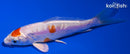 4.5" KIKUSUI