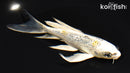 6" GINRIN KUJAKU BUTTERFLY