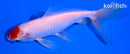 5.25" SARASA WAKIN GOLDFISH