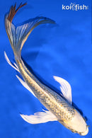 7.5" KIN KI MATSUBA BUTTERFLY