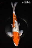 15.5" GINRIN OCHIBA SHIGURE